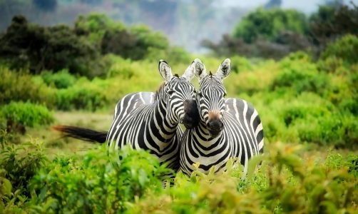 africa-animals-conservation-247376
