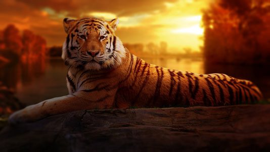 animal-big-cat-jungle-206622